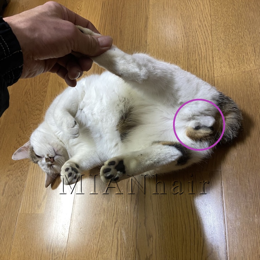 お萩を仰向けにした画像