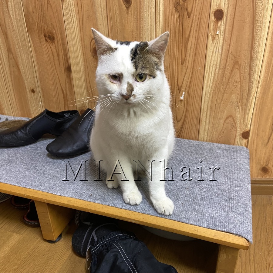 白い三毛猫正面画像