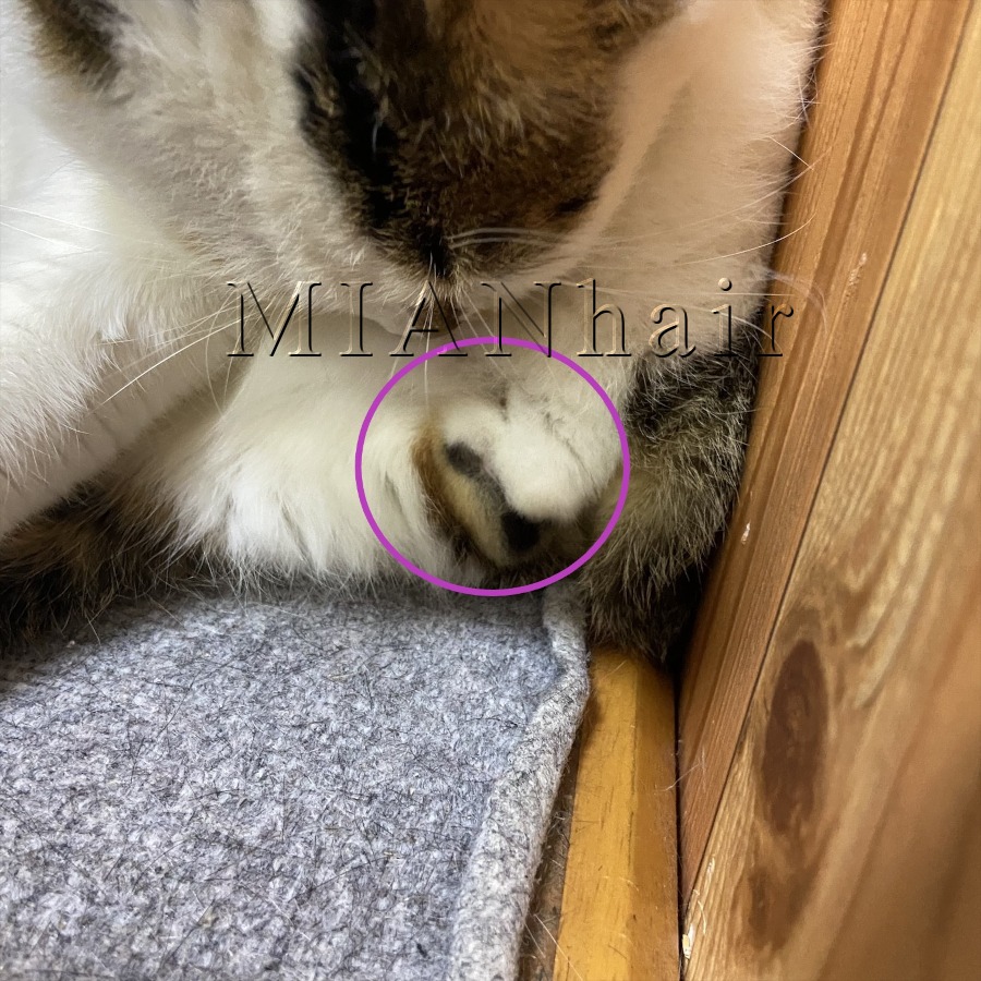 三毛猫お萩のオスの証し