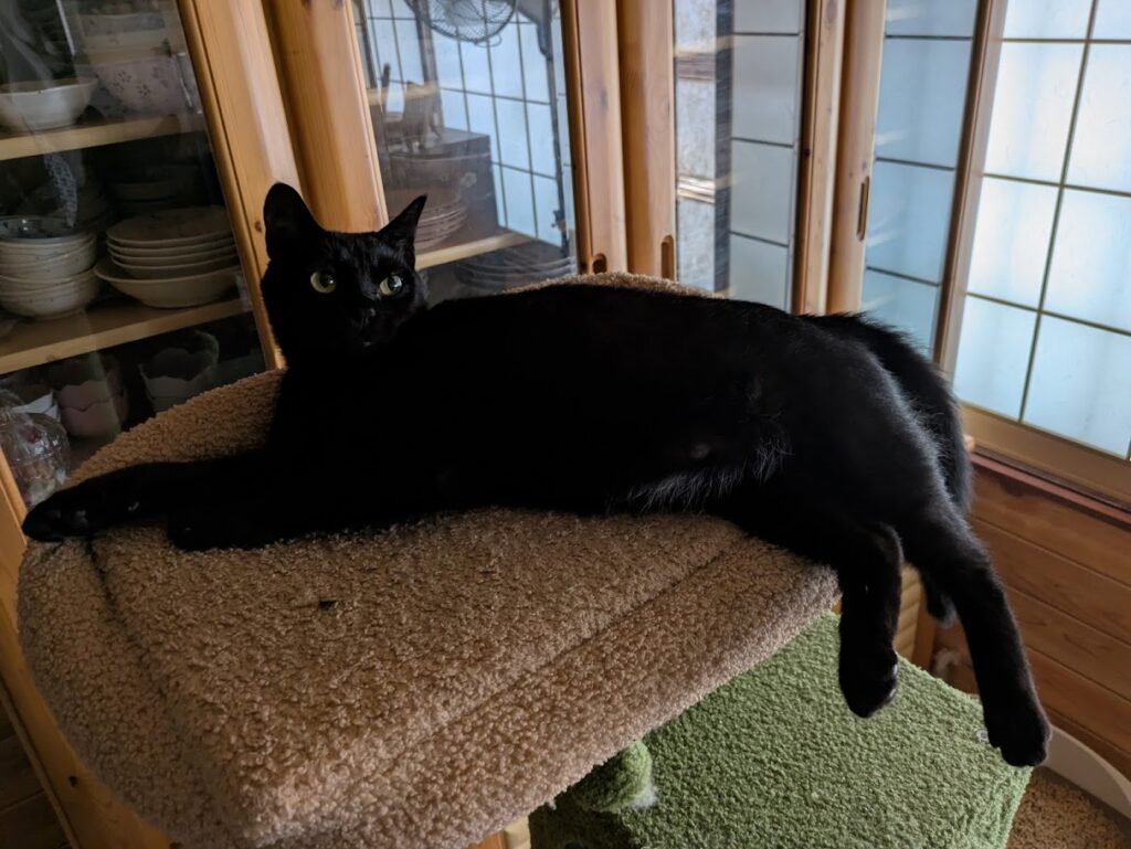 黒猫みあんはこんな猫