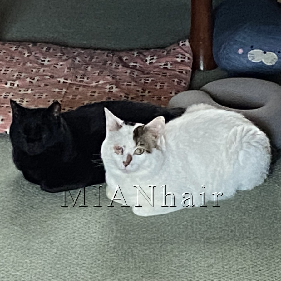 黒猫みあんと白三毛猫お萩の画像